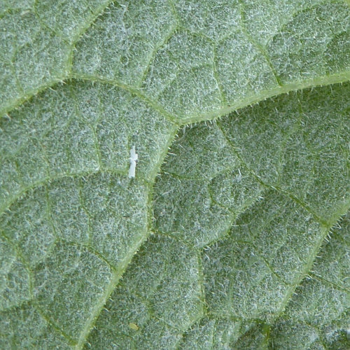 Hain-Klette / Arctium nemorosum