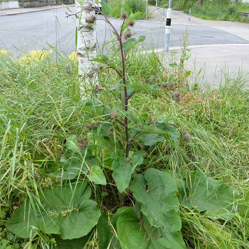 Hain-Klette / Arctium nemorosum