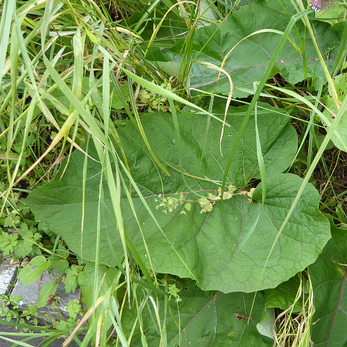 Hain-Klette / Arctium nemorosum