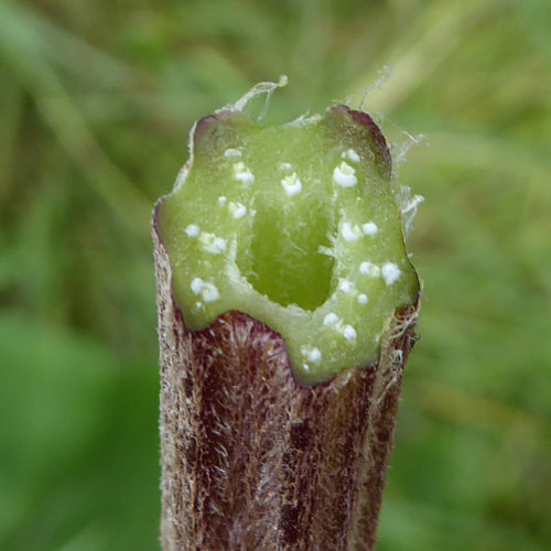 Hain-Klette / Arctium nemorosum