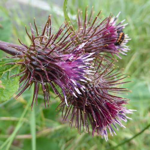 Hain-Klette / Arctium nemorosum