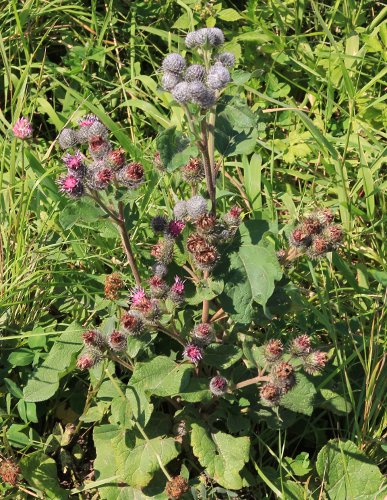 Filzige Klette / Arctium tomentosum