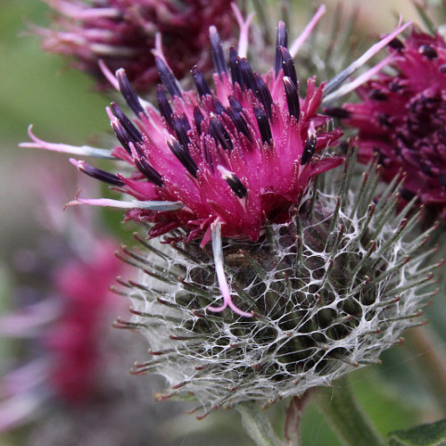 Filzige Klette / Arctium tomentosum