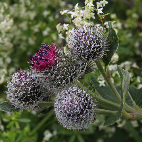 Filzige Klette / Arctium tomentosum