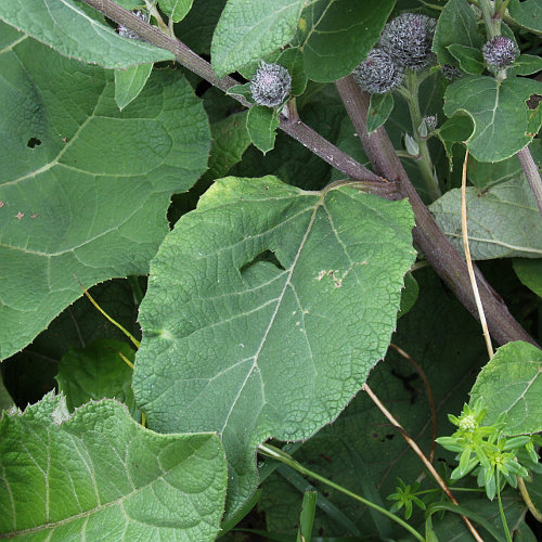 Filzige Klette / Arctium tomentosum