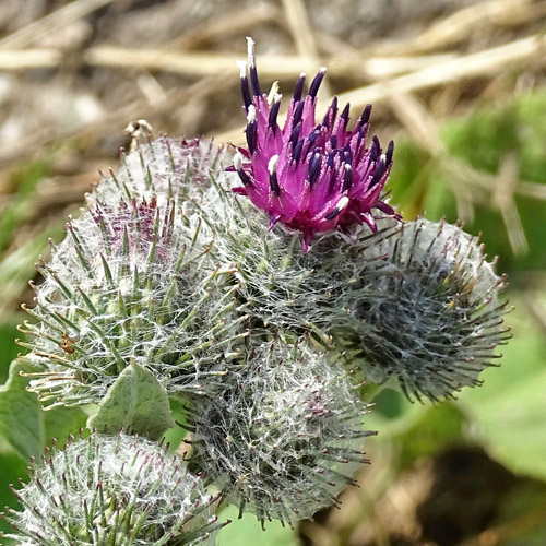 Filzige Klette / Arctium tomentosum