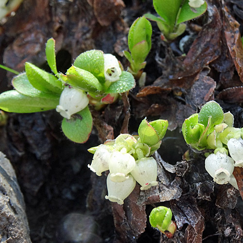 Alpen-Bärentraube / Arctostaphylos alpina