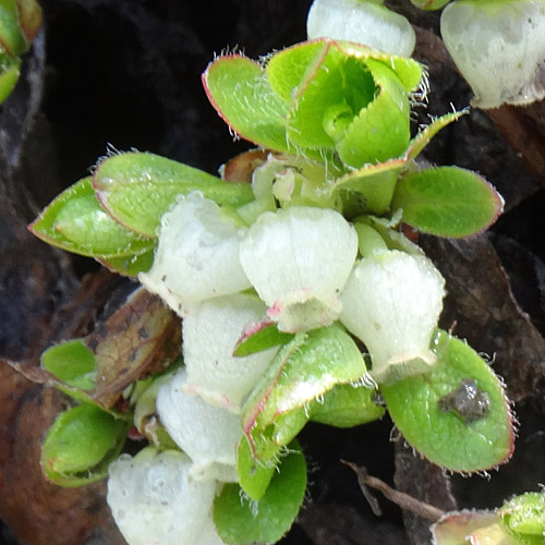 Alpen-Bärentraube / Arctostaphylos alpina