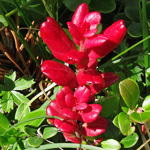 Alpen-Bärentraube / Arctostaphylos alpina