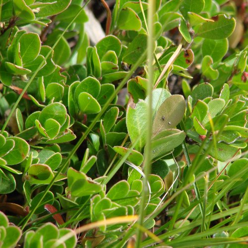 Immergrüne Bärentraube / Arctostaphylos uva-ursi