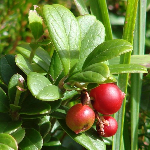 Immergrüne Bärentraube / Arctostaphylos uva-ursi