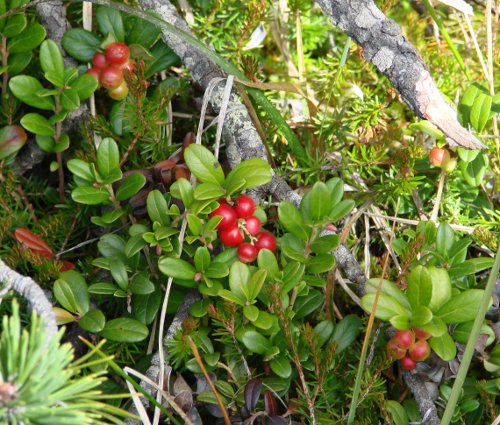 Immergrüne Bärentraube / Arctostaphylos uva-ursi