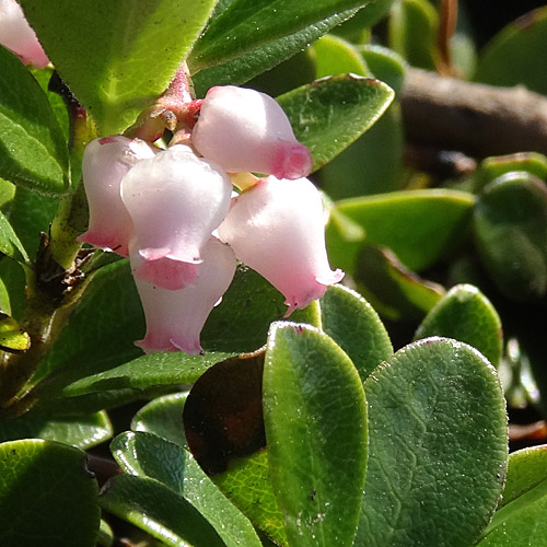 Immergrüne Bärentraube / Arctostaphylos uva-ursi