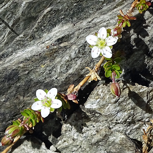 Zweiblütiges Sandkraut / Arenaria biflora