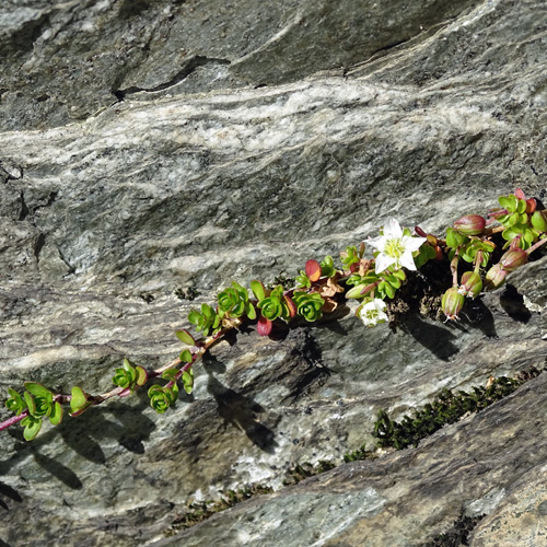 Zweiblütiges Sandkraut / Arenaria biflora
