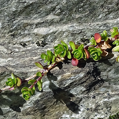 Zweiblütiges Sandkraut / Arenaria biflora