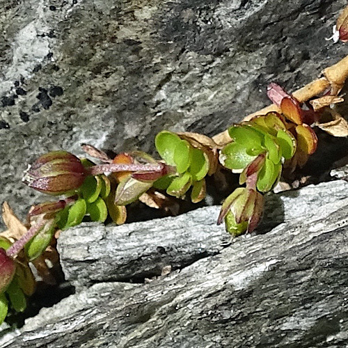 Zweiblütiges Sandkraut / Arenaria biflora