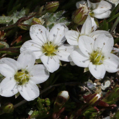 Gewöhnliches Wimper-Sandkraut / Arenaria ciliata