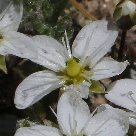 Gewöhnliches Wimper-Sandkraut / Arenaria ciliata