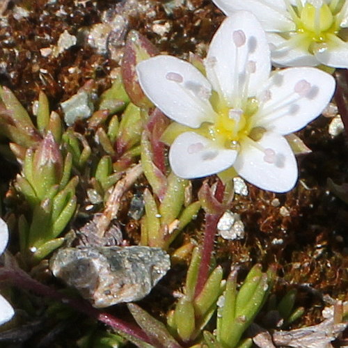 Gewöhnliches Wimper-Sandkraut / Arenaria ciliata