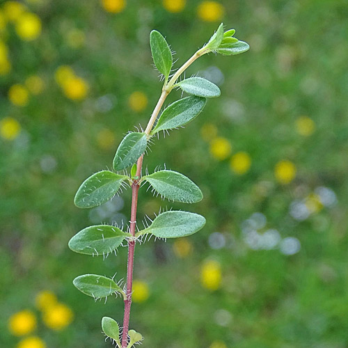 Gewöhnliches Wimper-Sandkraut / Arenaria ciliata