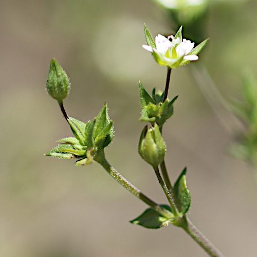 Gewöhnliches Quendelblättriges Sandkraut / Arenaria serpyllifolia