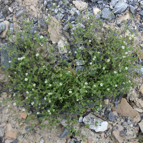 Gewöhnliches Quendelblättriges Sandkraut / Arenaria serpyllifolia