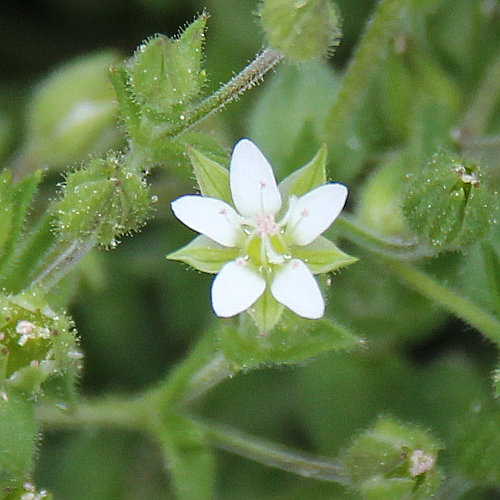 Gewöhnliches Quendelblättriges Sandkraut / Arenaria serpyllifolia