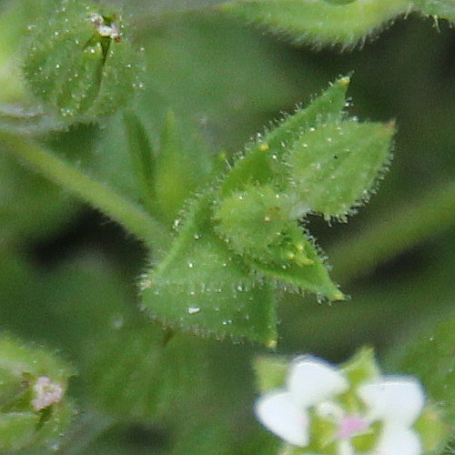 Gewöhnliches Quendelblättriges Sandkraut / Arenaria serpyllifolia