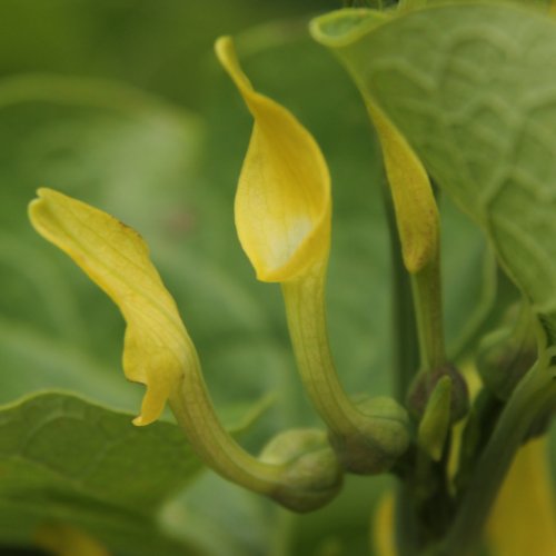 Echte Osterluzei / Aristolochia clematitis