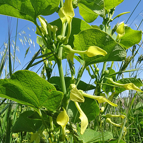 Echte Osterluzei / Aristolochia clematitis