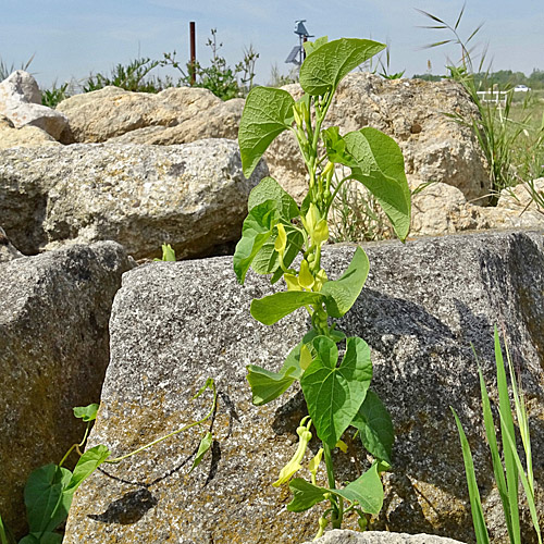 Echte Osterluzei / Aristolochia clematitis