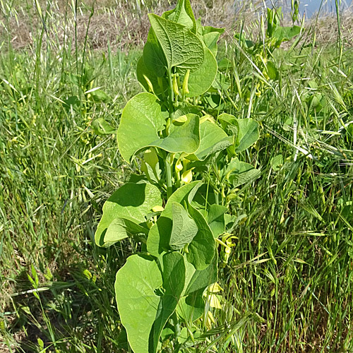 Echte Osterluzei / Aristolochia clematitis