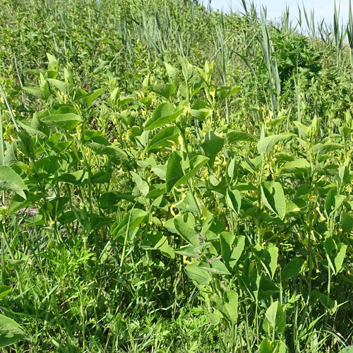 Echte Osterluzei / Aristolochia clematitis