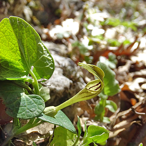 Gelbe Osterluzei / Aristolochia lutea