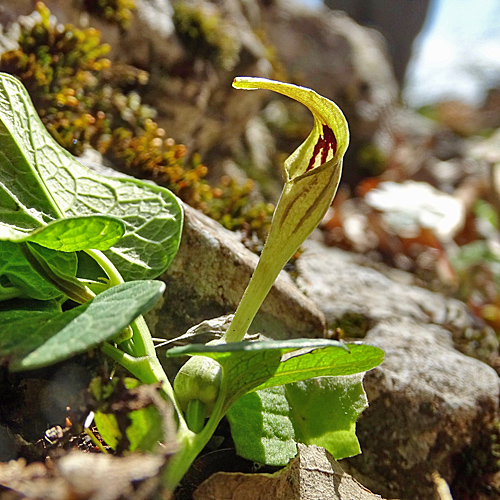 Gelbe Osterluzei / Aristolochia lutea