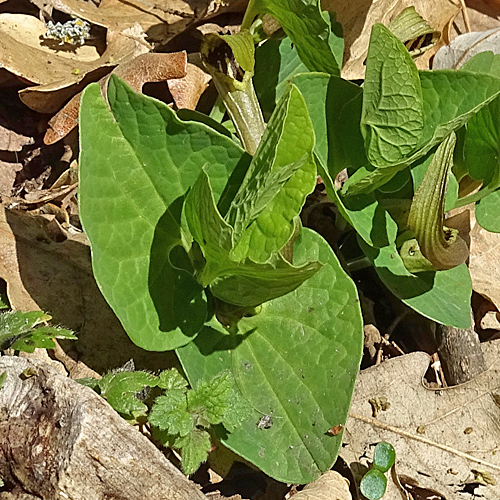 Gelbe Osterluzei / Aristolochia lutea