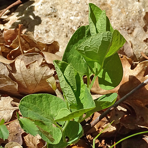 Gelbe Osterluzei / Aristolochia lutea