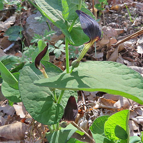 Rundknollige Osterluzei / Aristolochia rotunda