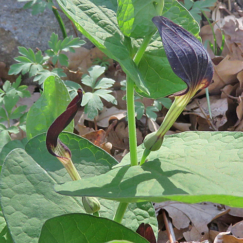 Rundknollige Osterluzei / Aristolochia rotunda