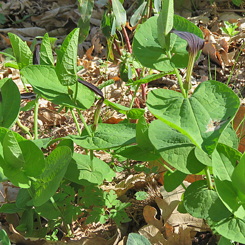 Rundknollige Osterluzei / Aristolochia rotunda