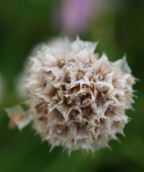 Alpen-Grasnelke / Armeria alpina