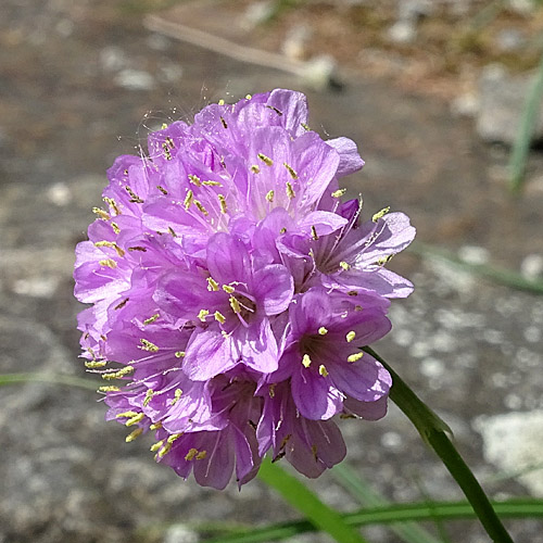 Alpen-Grasnelke / Armeria alpina