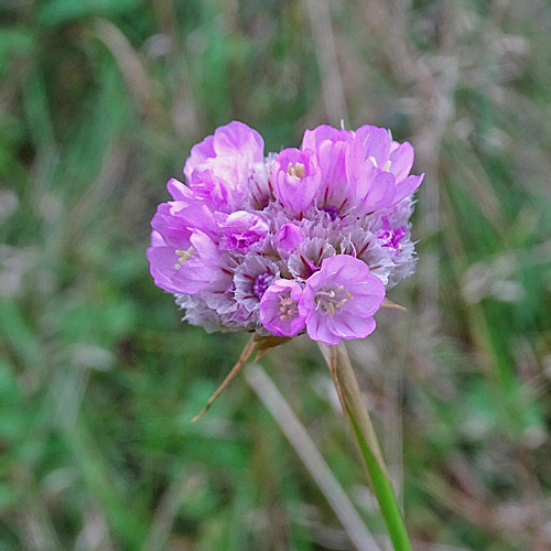 Strand-Grasnelke / Armeria maritima aggr.