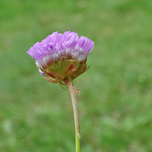 Strand-Grasnelke / Armeria maritima aggr.