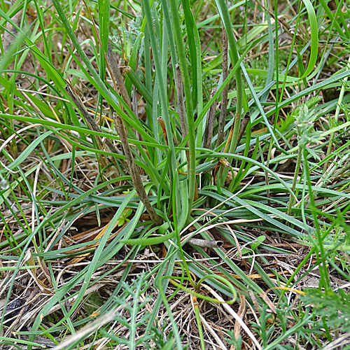 Strand-Grasnelke / Armeria maritima aggr.