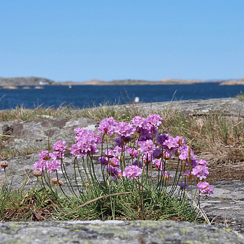 Strand-Grasnelke / Armeria maritima aggr.