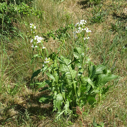 Meerrettich / Armoracia rusticana