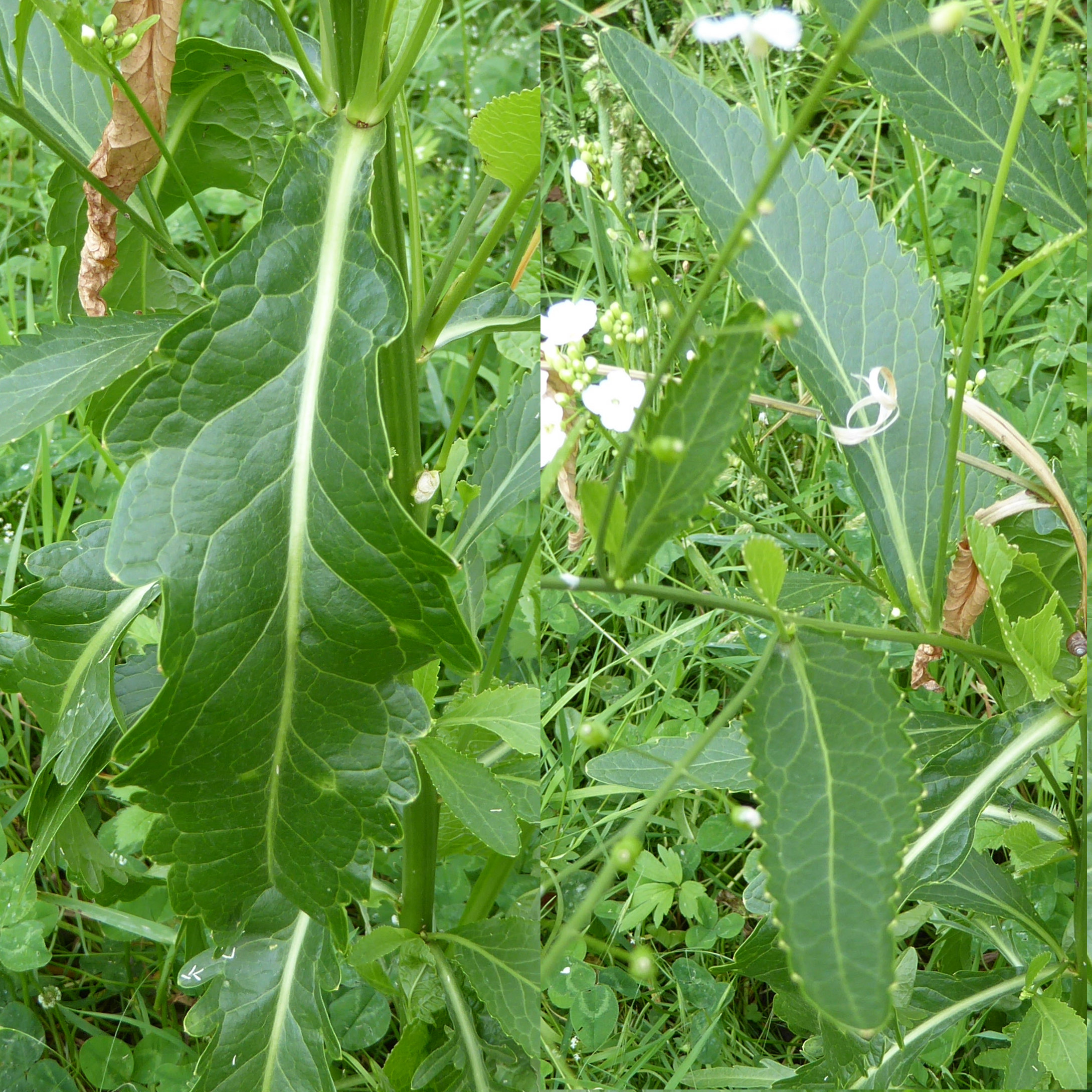 Meerrettich / Armoracia rusticana