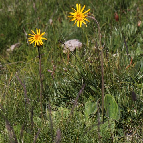 Arnika / Arnica montana